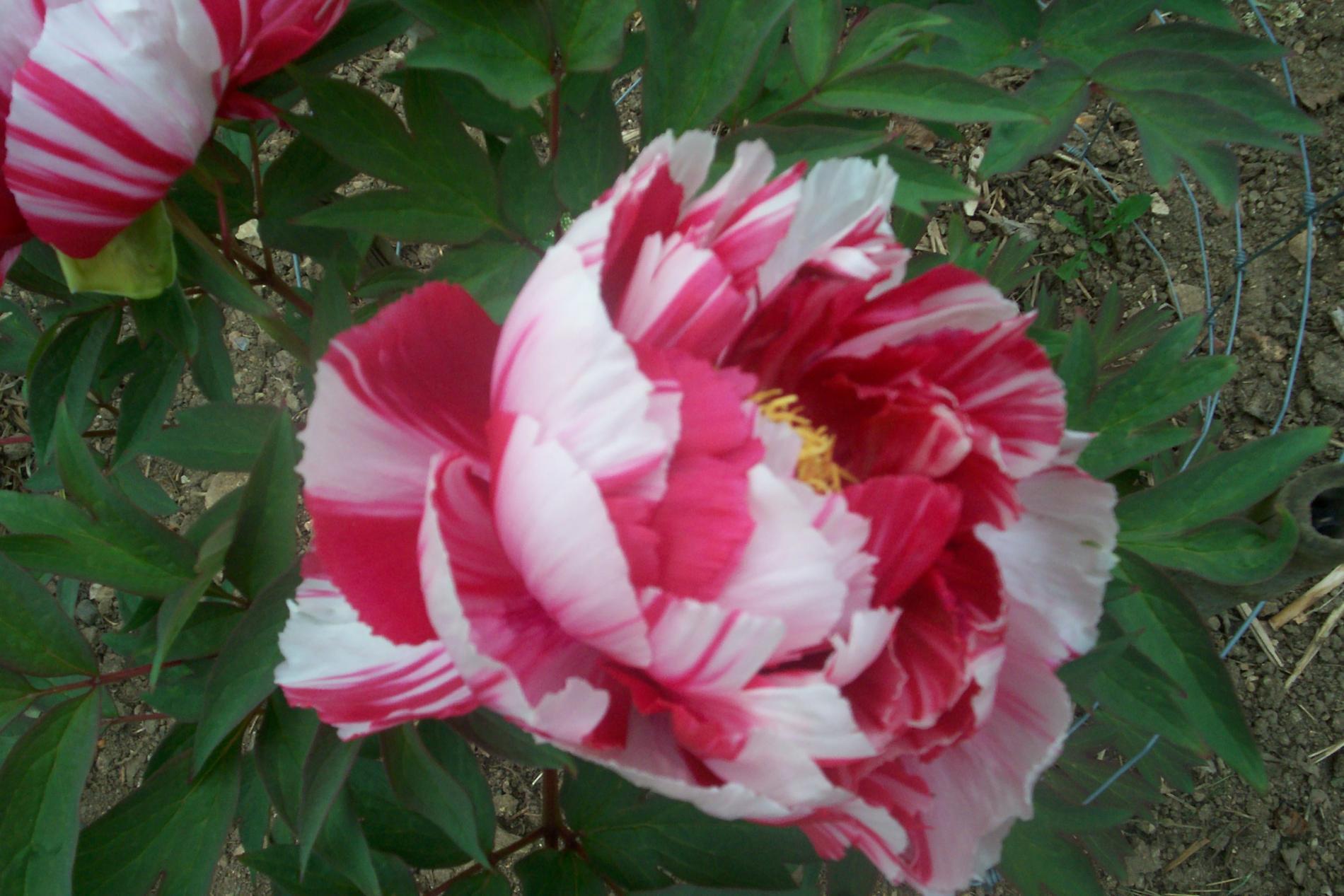 Visitez le jardin botanique