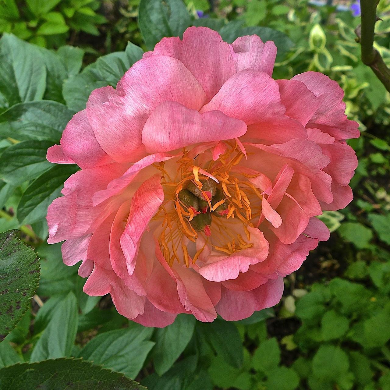 Fete de la Pivoine 2027